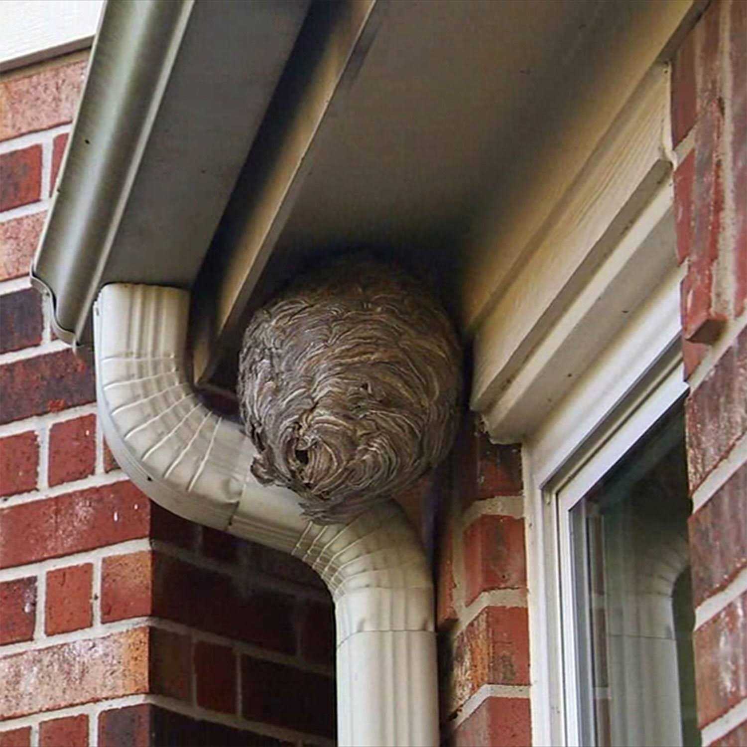 Spectracide Wasp Hornet Killer - Image 2