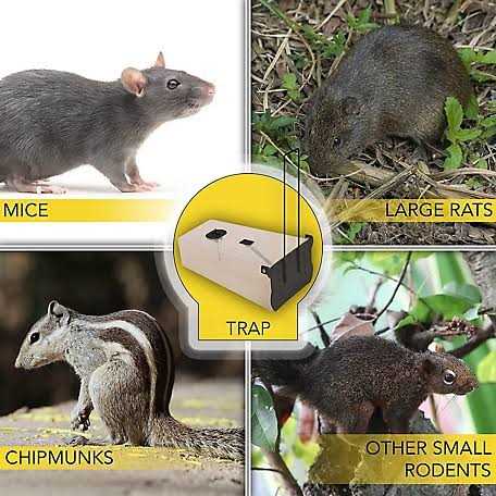 Harris Catch and Release Humane Squirrel and Rodent Trap - Image 5