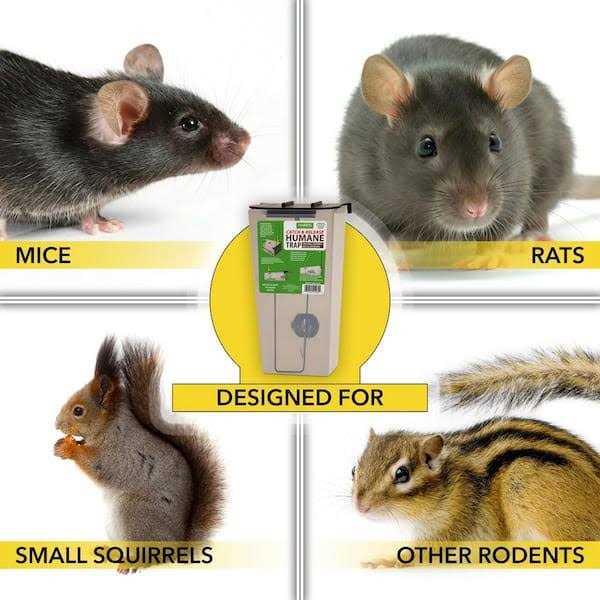 Harris Catch and Release Humane Squirrel and Rodent Trap - Image 5