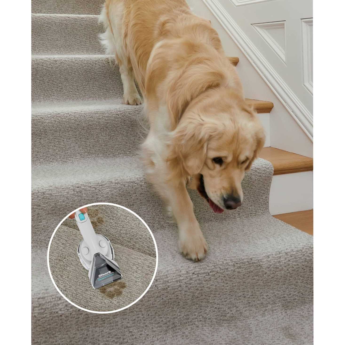 Shark CarpetXpert Deep Carpet Cleaner EX201 - Image 4