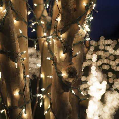 Commercial Clear Mini String Lights - Image 4