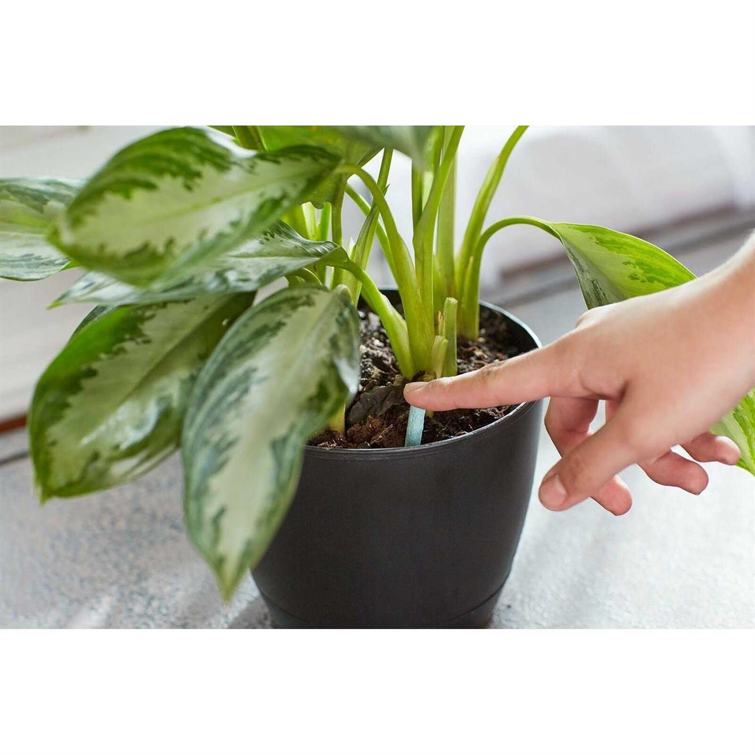 Indoor Plant Food Spikes Miracle-Gro - Image 2