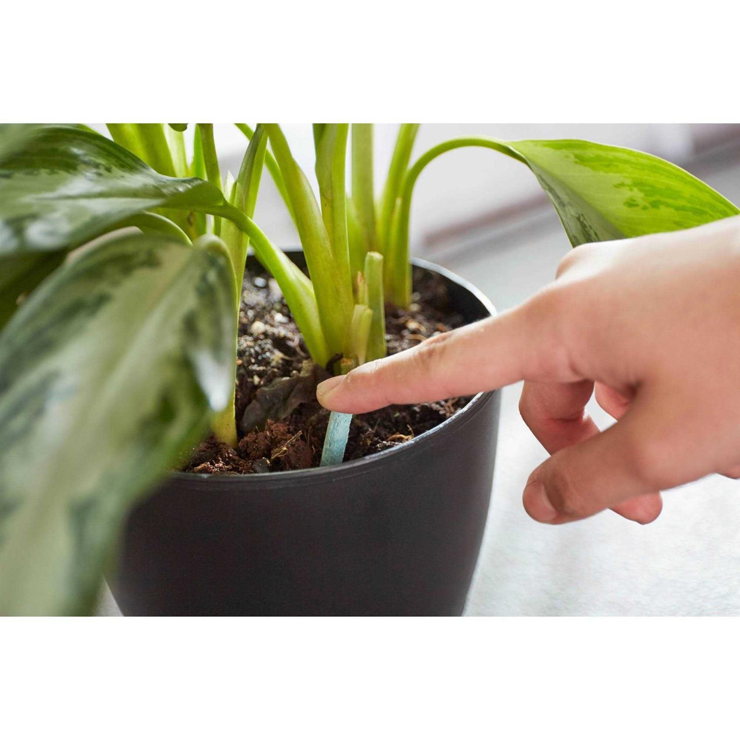 Indoor Plant Food Spikes Miracle-Gro - Image 5