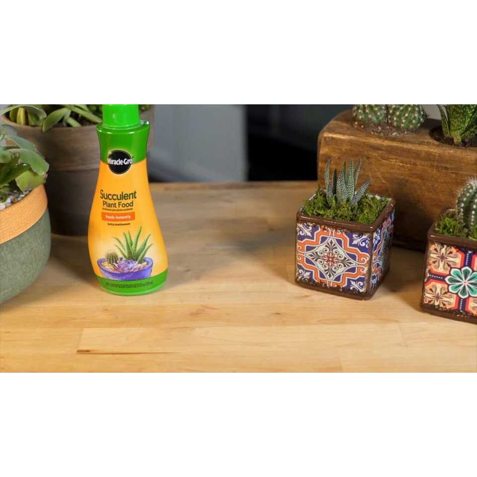 Miracle Gro Succulent Plant Food - Image 3