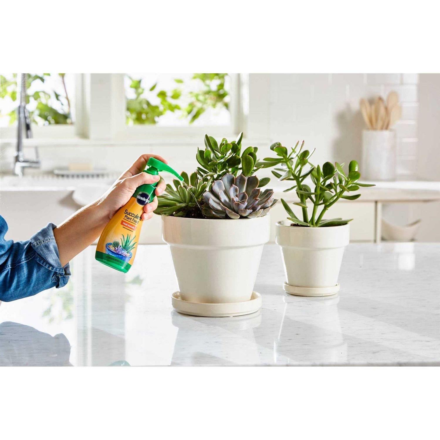 Miracle Gro Succulent Plant Food - Image 4
