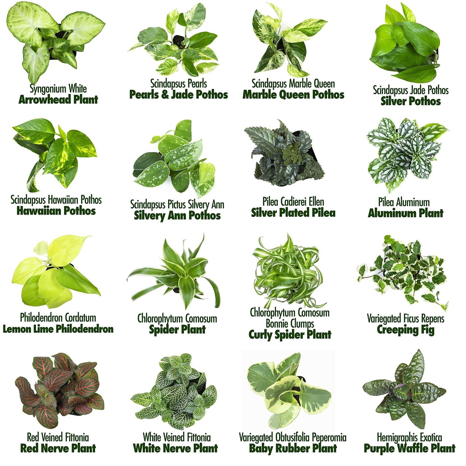 Plants for Pets Easy to Grow Houseplants Live House Plants in Containers Growers Choice - Image 2