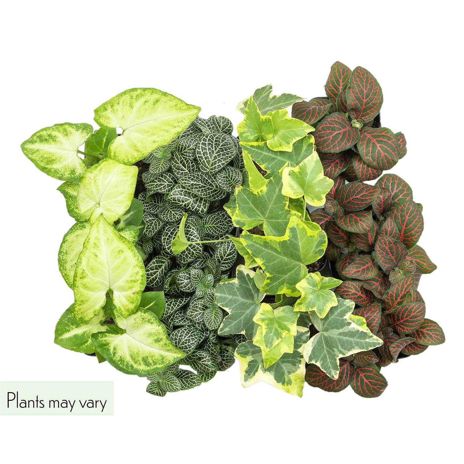 Plants for Pets Easy to Grow Houseplants Live House Plants in Containers Growers Choice - Image 3