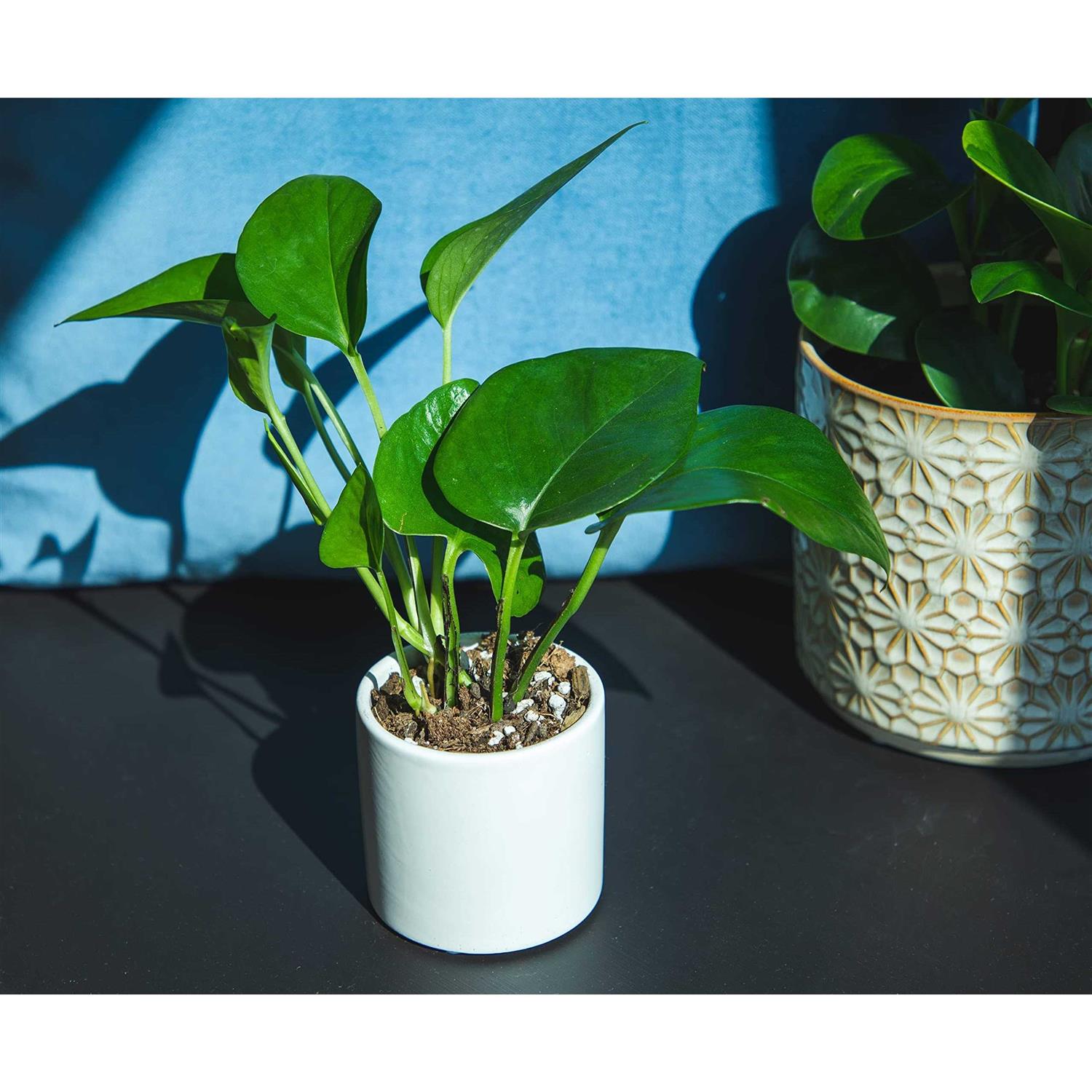 Plants for Pets Easy to Grow Houseplants Live House Plants in Containers Growers Choice - Image 4