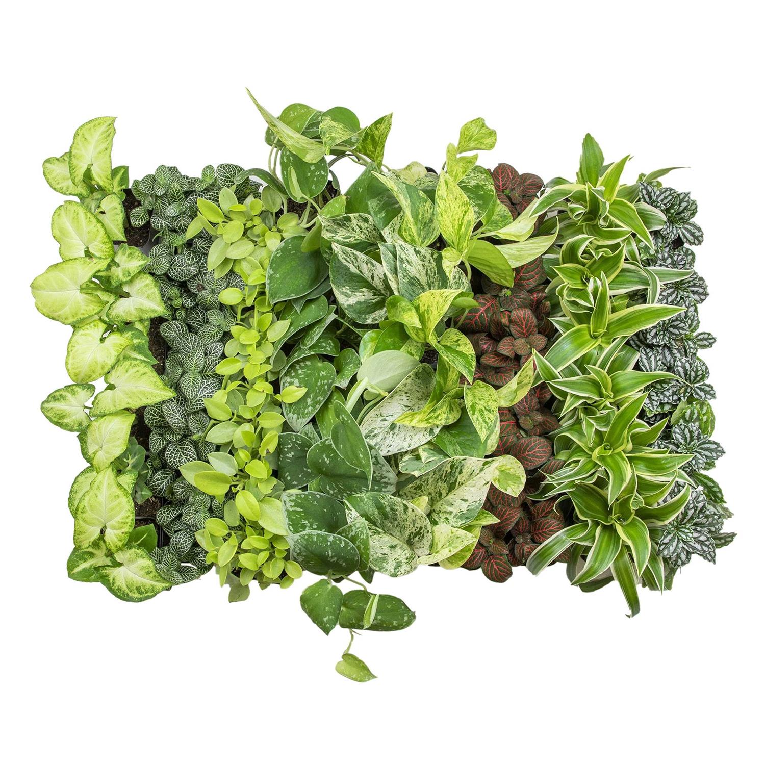 Plants for Pets Easy to Grow Houseplants Live House Plants in Containers Growers Choice - Image 5