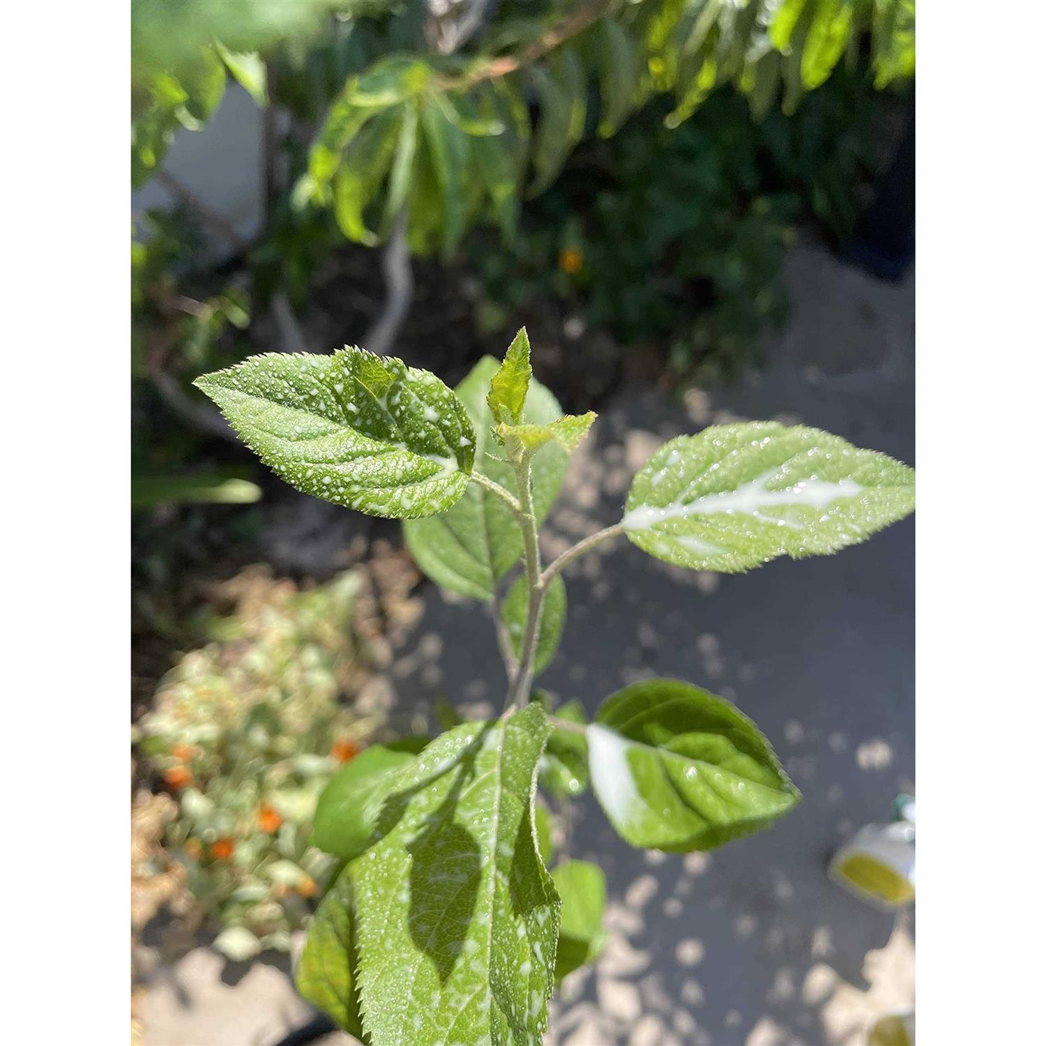 IV Organic 3-in-1 Plant Guard - Image 3