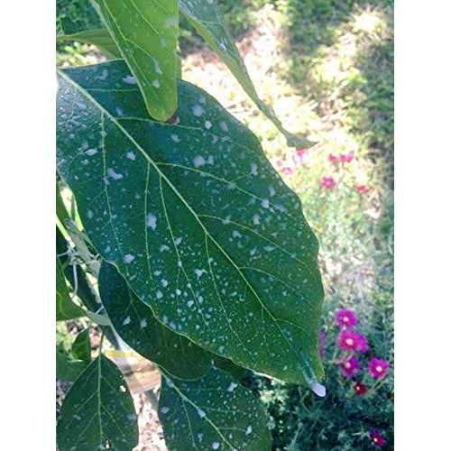IV Organic 3-in-1 Plant Guard - Image 4