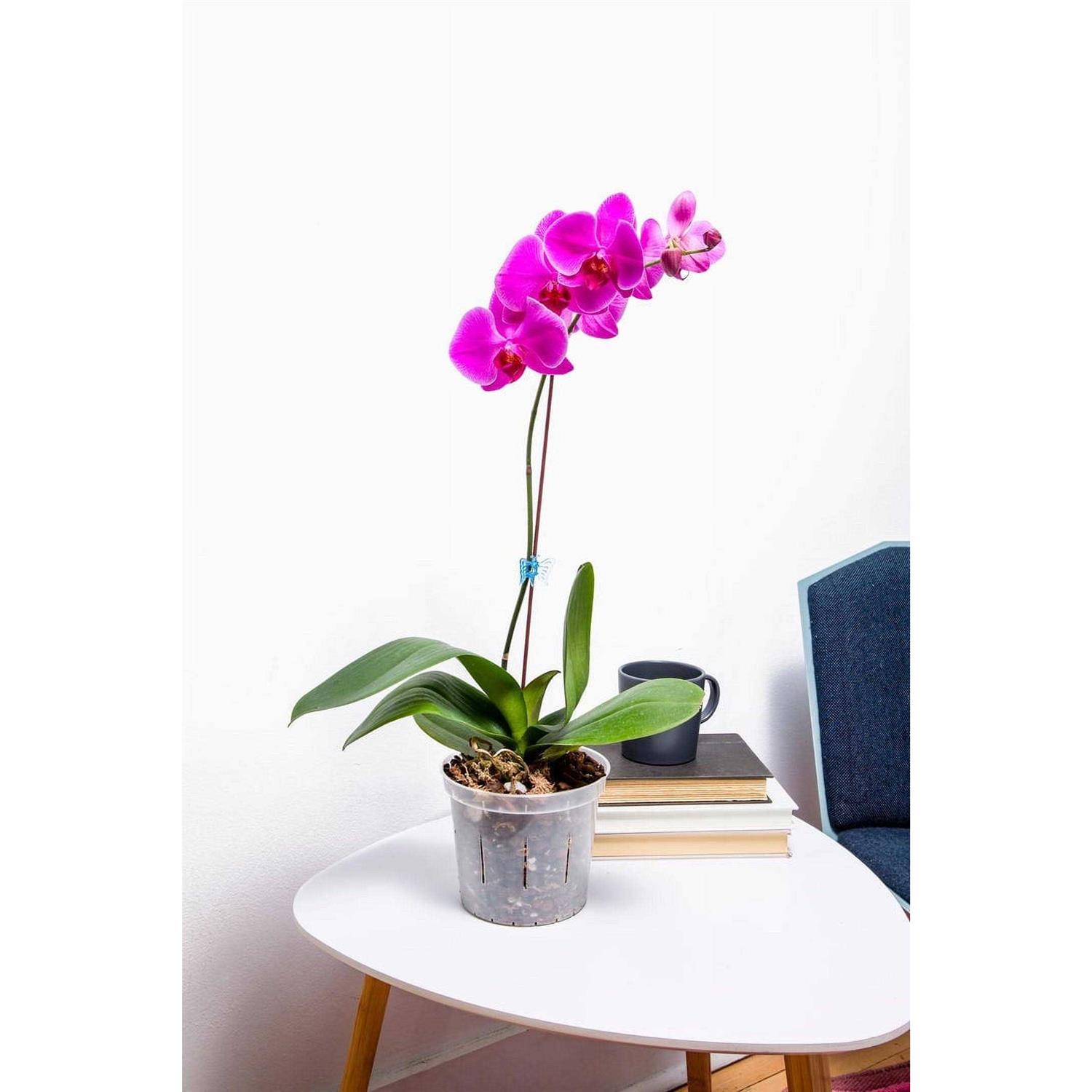 Slotted Clear Orchid Pots rePotme - Image 2