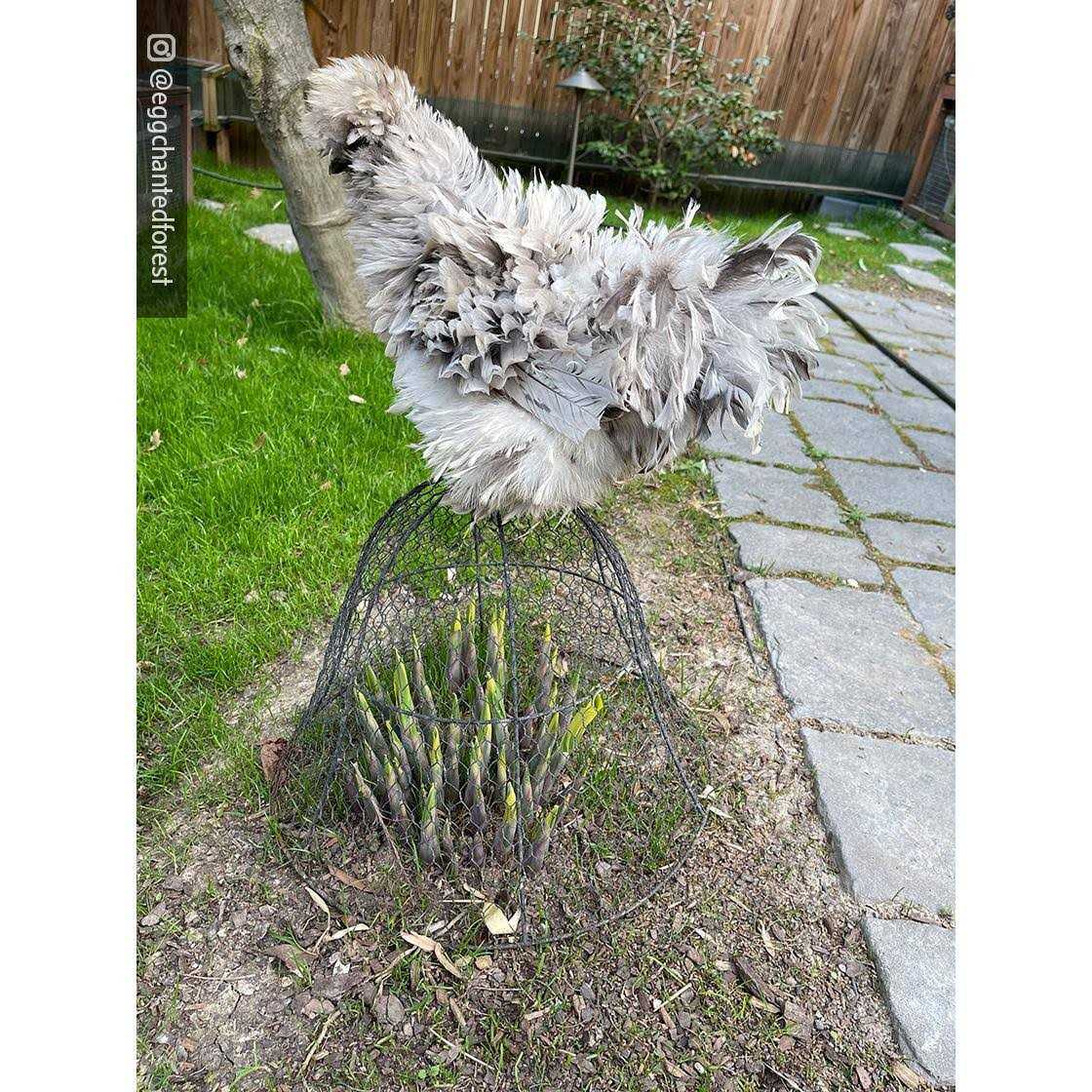 Gardener's Supply Company Chicken Wire Cloche Garden Plant Protection - Image 4