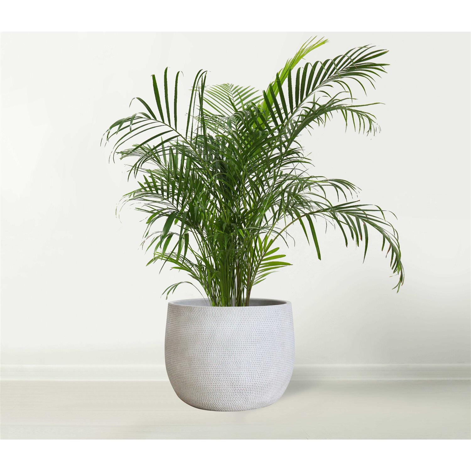 Olly & Rose Ceramic Plant Pot Large 10 inch - Image 5