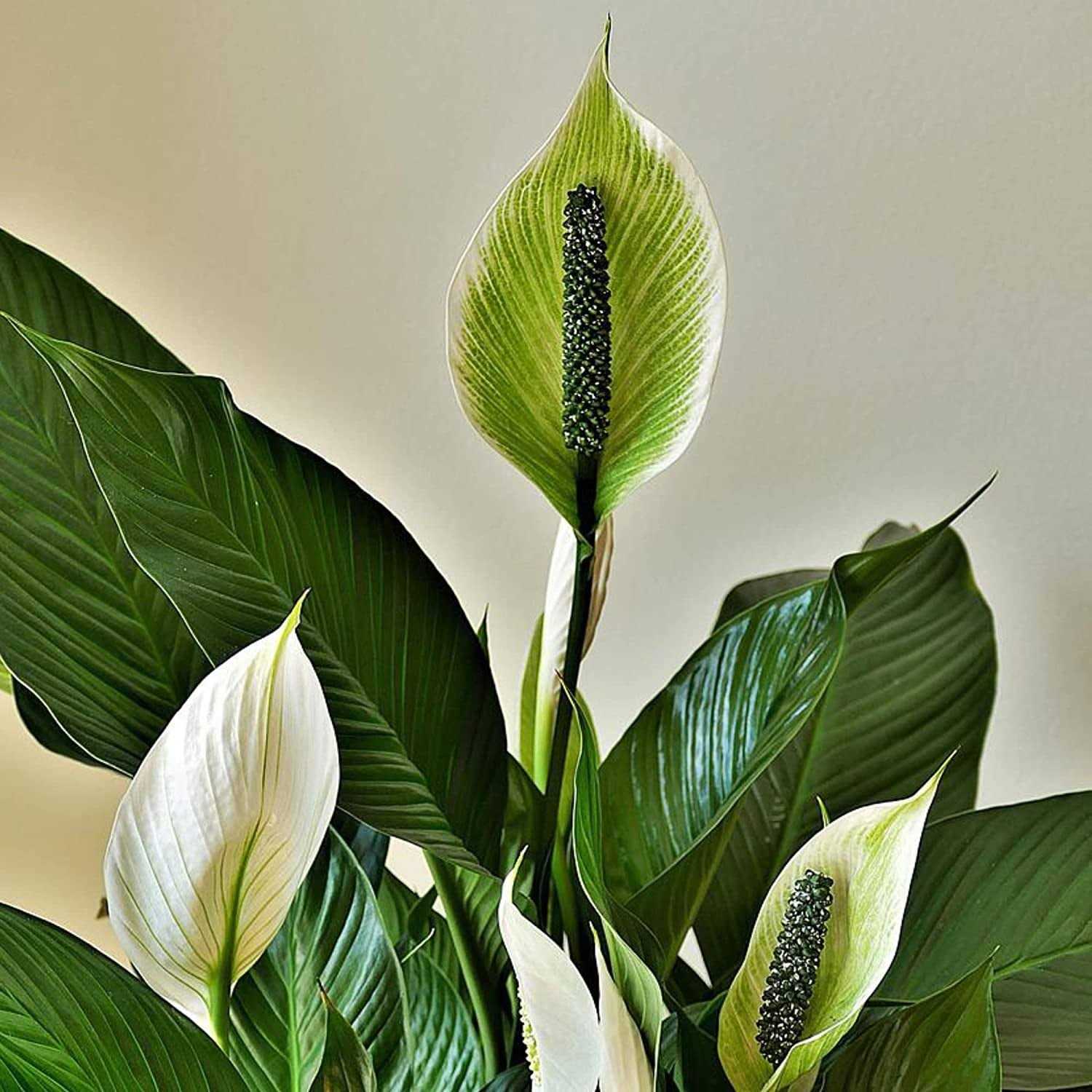 Leaves and Soul Professional Liquid Peace Lily Plant Fertilizer 3-1-2 Concentrate for Plants and Flowers - Image 5