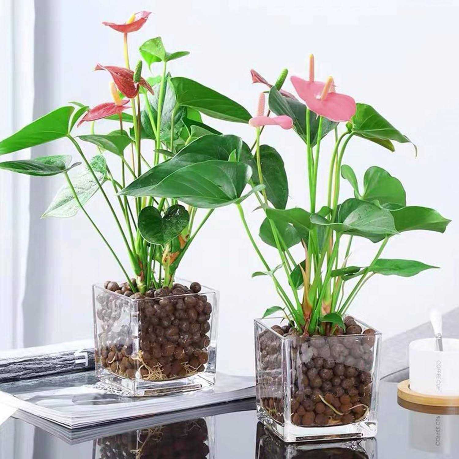 LECA for Plants 4-16mm Small Expanded Clay Pebbles for Hydroponic Growing - Image 2