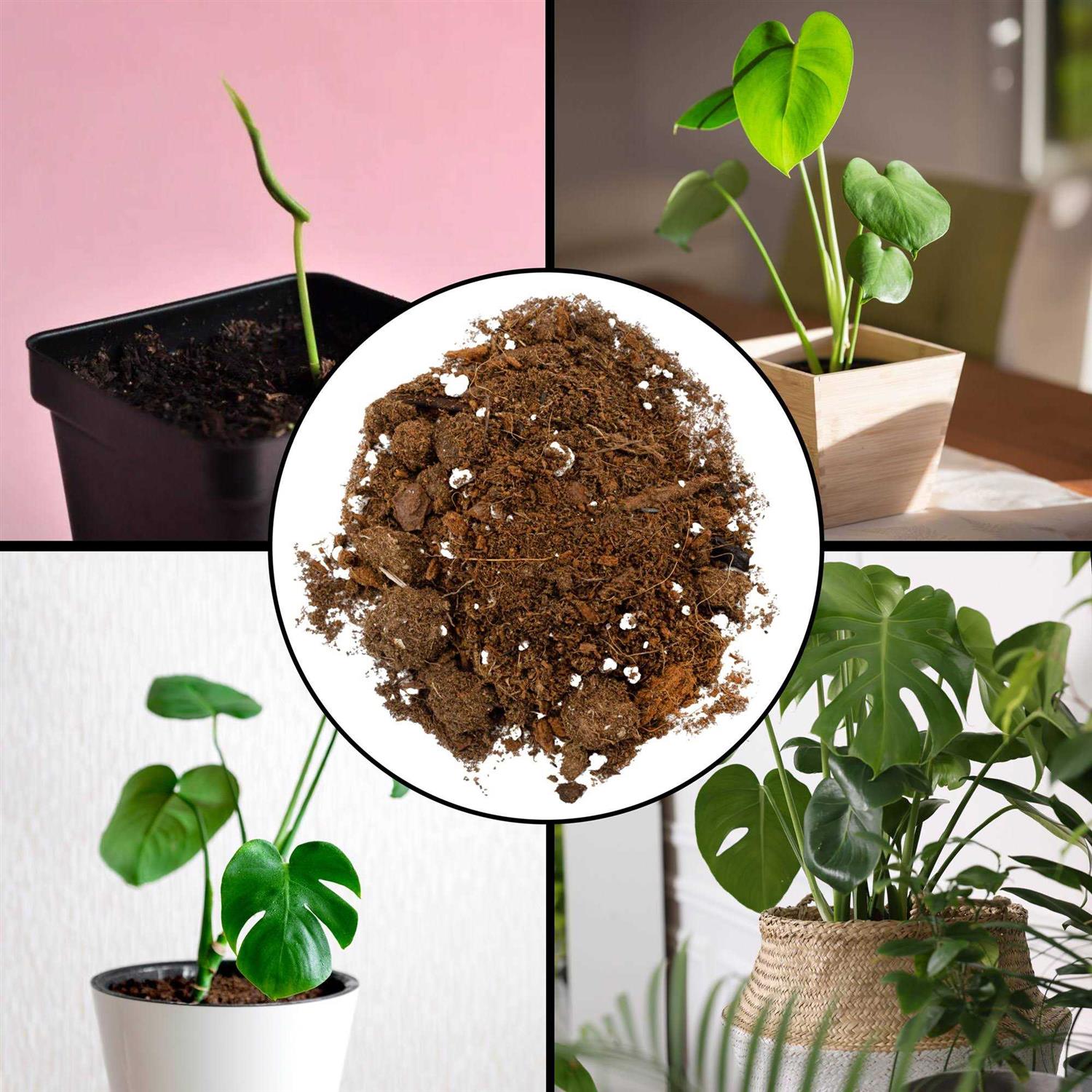Soil Sunrise Monstera Houseplant Potting Soil Mix - Image 3