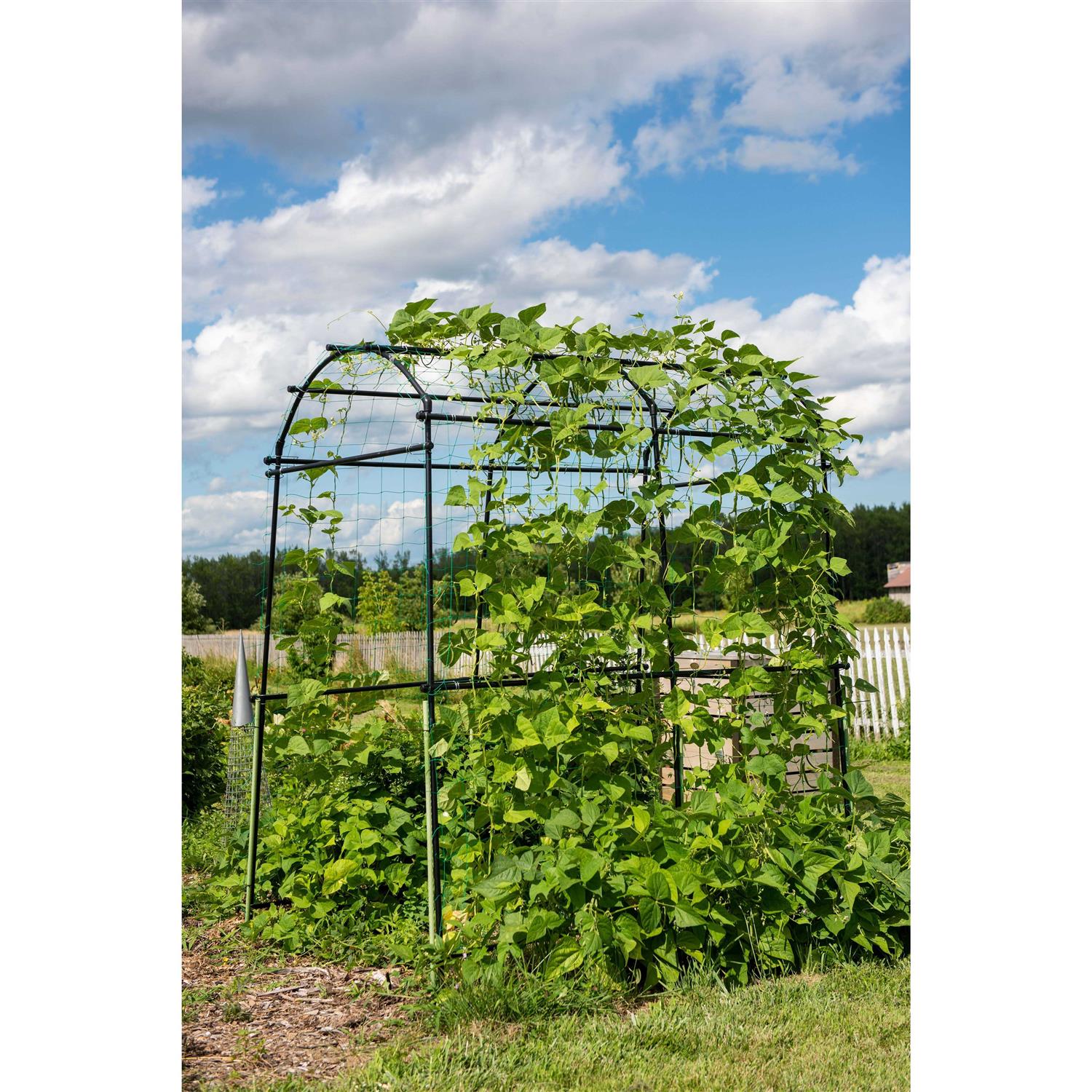 Gardener's Supply Company Gardener's Supply Company Extra Tall Garden Arch Arbor 80in Titan Squash Tunnel - Image 5