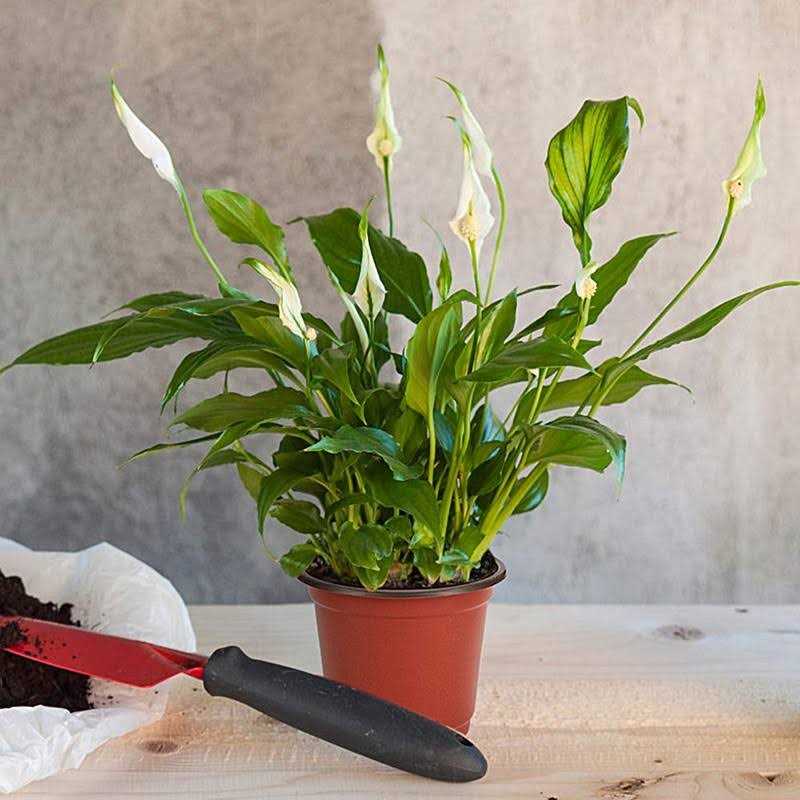 JERIA Plant Nursery Pots Plastic Pots Flower Seedling - Image 3