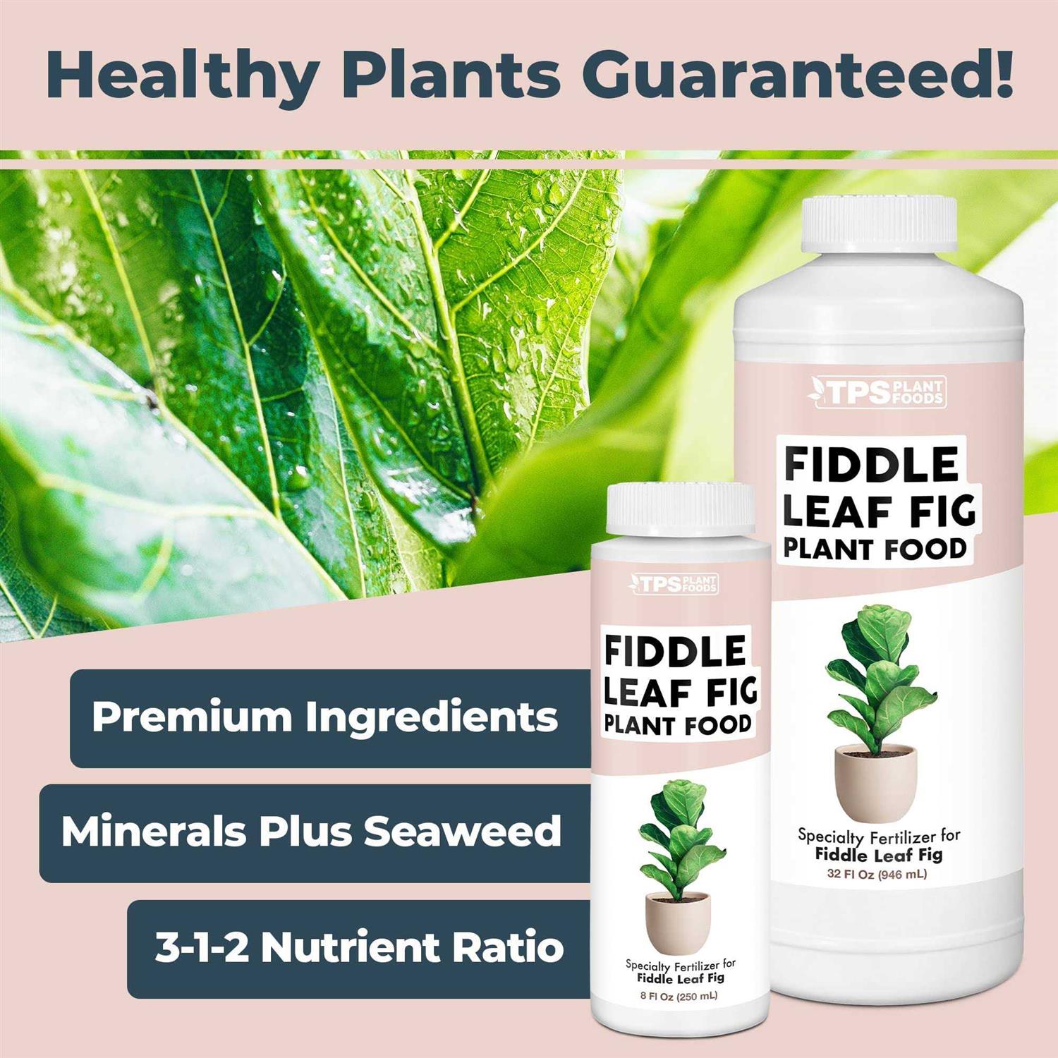 Fiddle Leaf Fig Plant Food for All Fig and Other Ficus Trees - Image 2