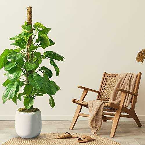 DUSPRO 59 Inches Large Moss Pole for Plants Monstera Tall Indoor Plant Stake Support for Big climbing Pothos Long Handm - Image 3
