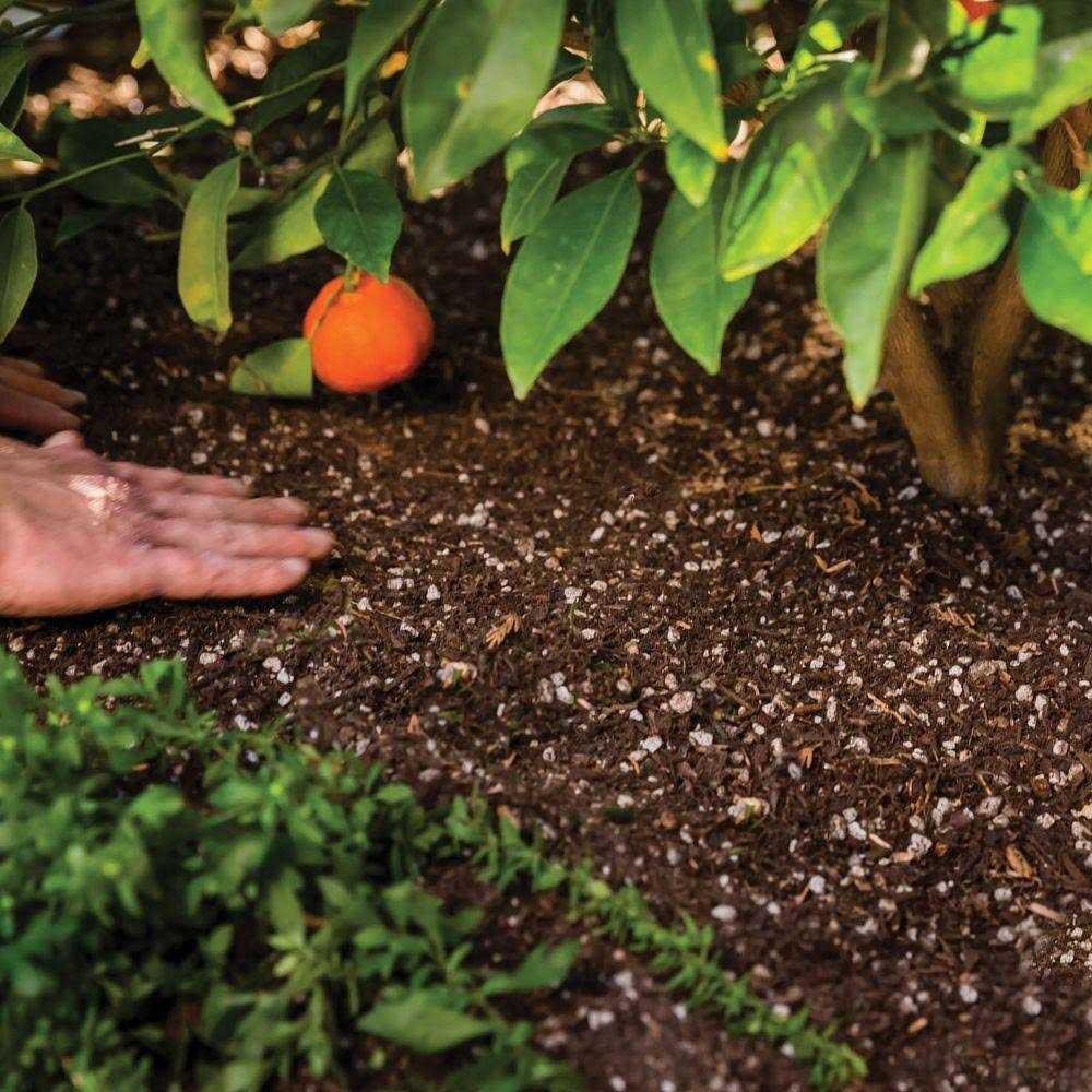 Kellogg Organics Palm & Cactus Mix Organic - Image 3