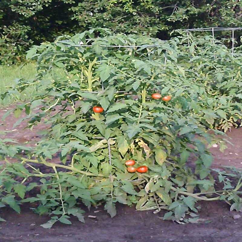 Glamos Galvanized Wire Tomato Cage - Image 2