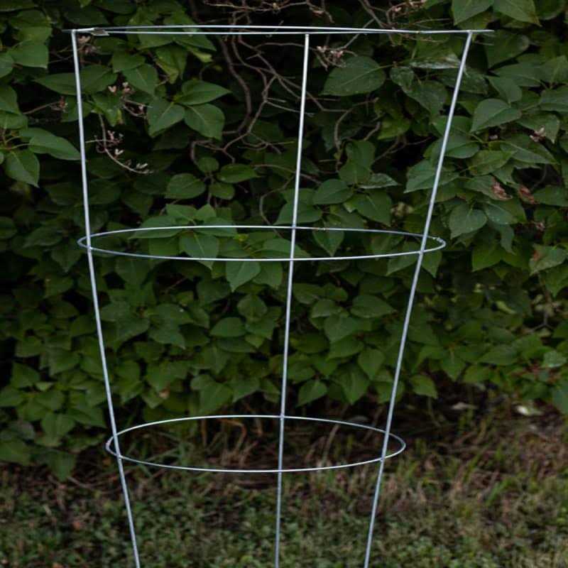 Glamos Galvanized Wire Tomato Cage - Image 4