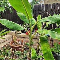 Down to Earth Fish Bone Meal - Image 4