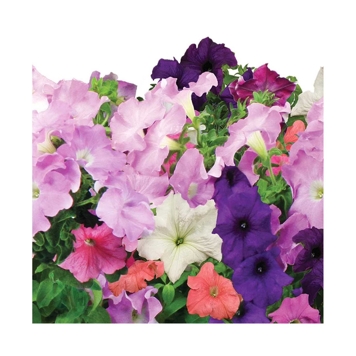 Miracle-gro AeroGarden Cascading Petunia 6-Pod Seed Kit - Image 3