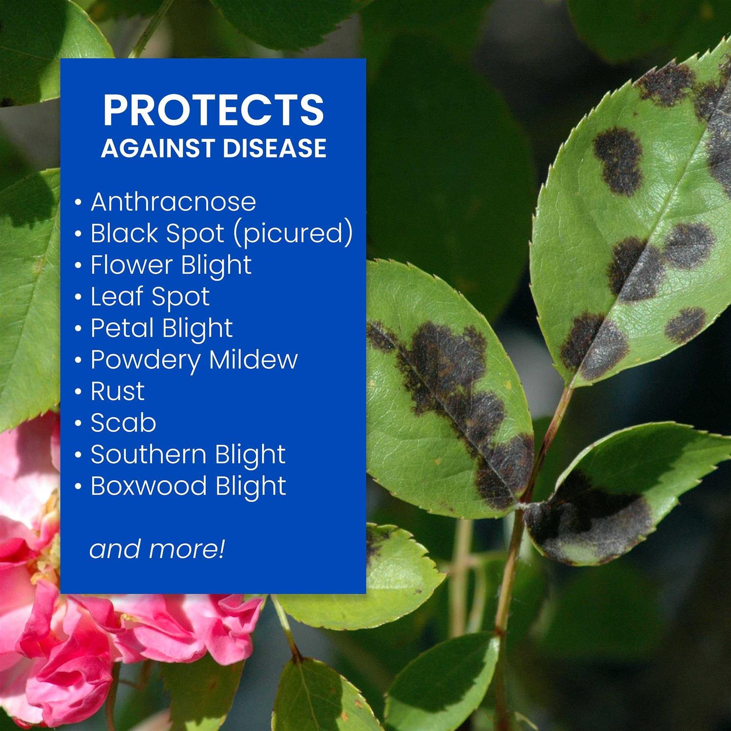 BioAdvanced Disease Control for Roses, Flowers and Shrubs - Image 2