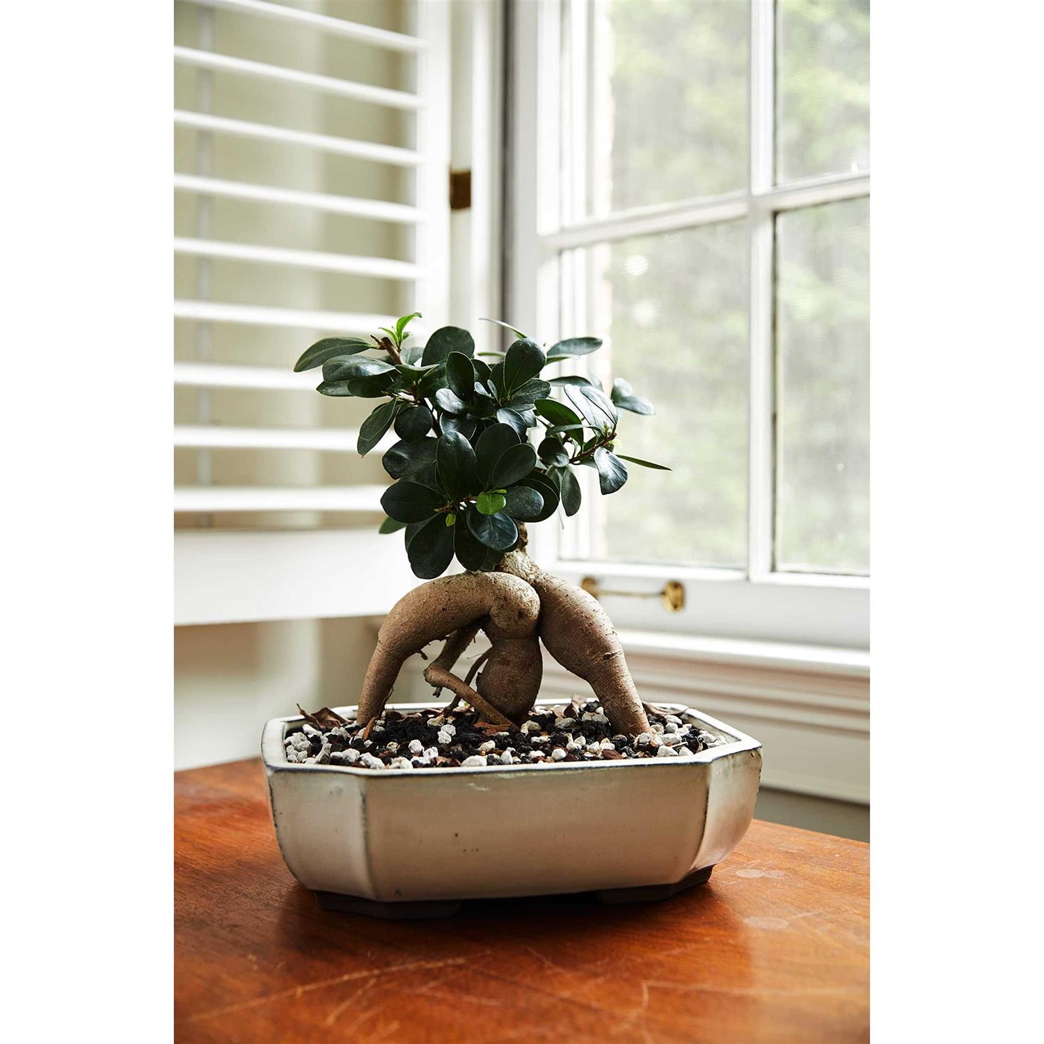 JK Global Imports Bonsai Soil by The Bonsai Supply Professional Bonsai Soil Mix - Image 5