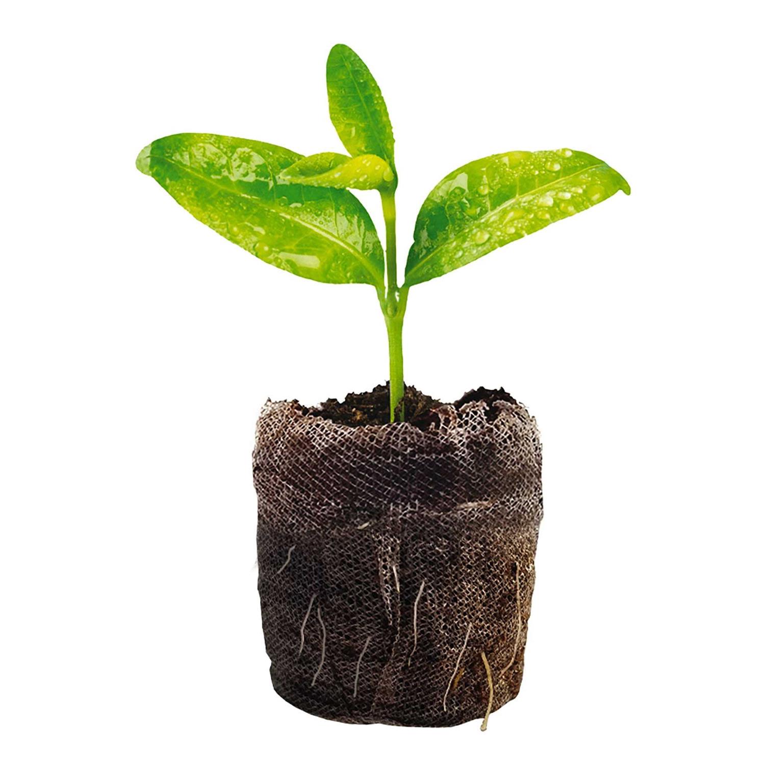 Jiffy 36mm Peat Pellet Refill - Image 5