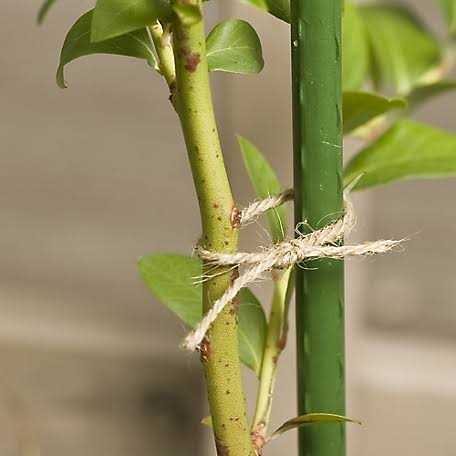 Gardener's Blue Ribbon 3' Sturdy Stake - Image 3