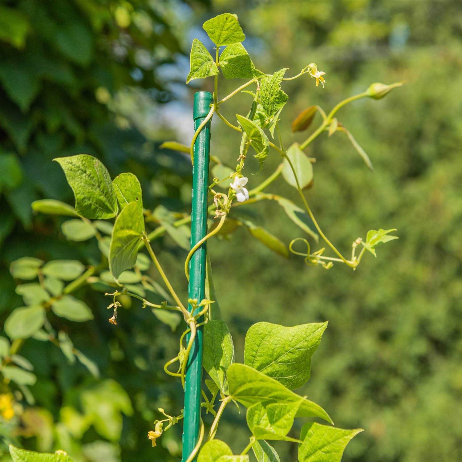 Gardener's Blue Ribbon 3' Sturdy Stake - Image 4