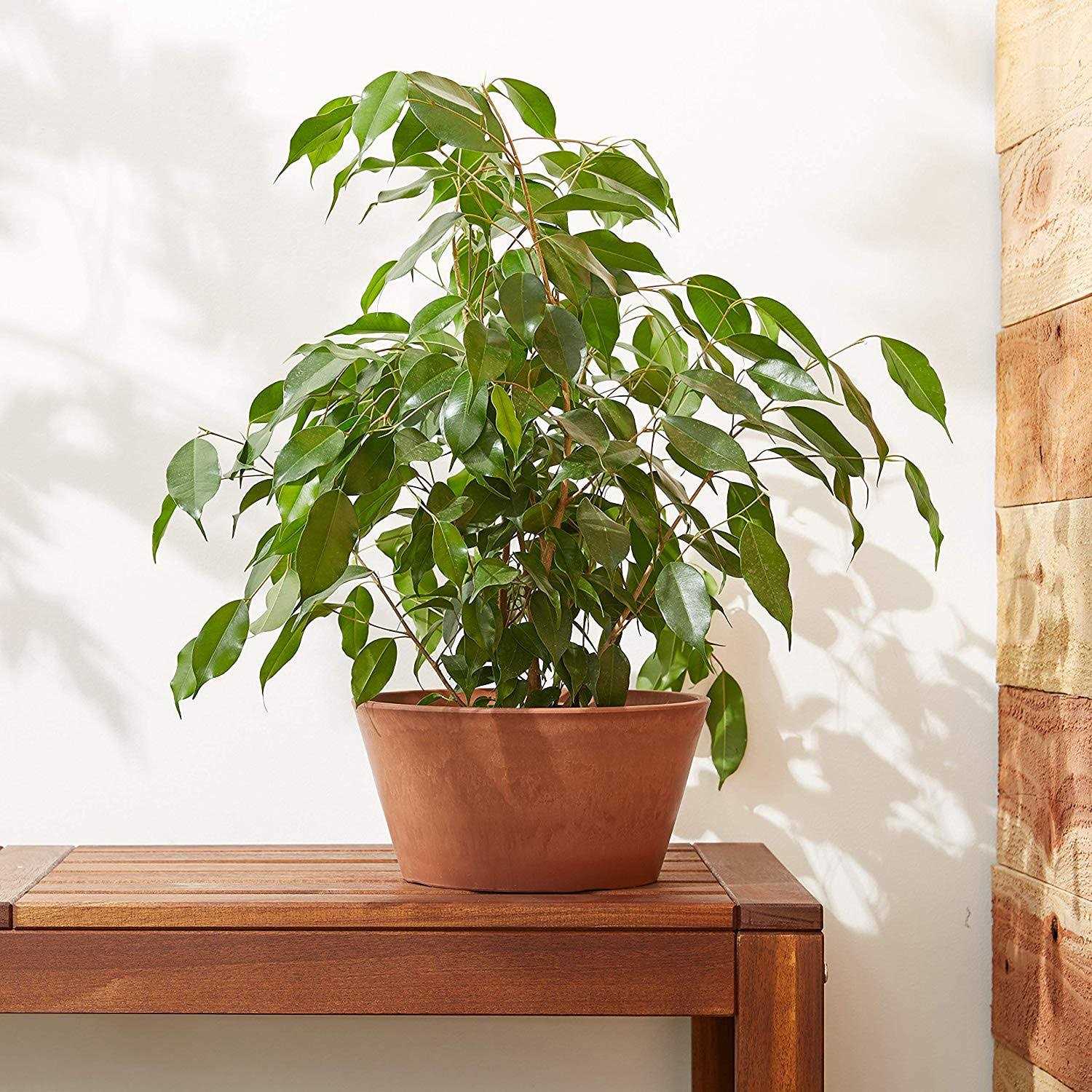 Arcadia Garden Products Sleek 10 in. x 5 - Image 4