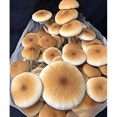 Mushroom Media Online 100% Soy Hull Mushroom Pellets - Image 2