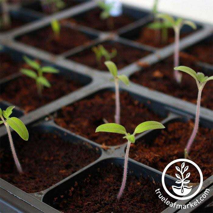 Handy Pantry Black Plastic Garden Tray Inserts Sheets of 32 Planting Pot Cells Each - Image 4