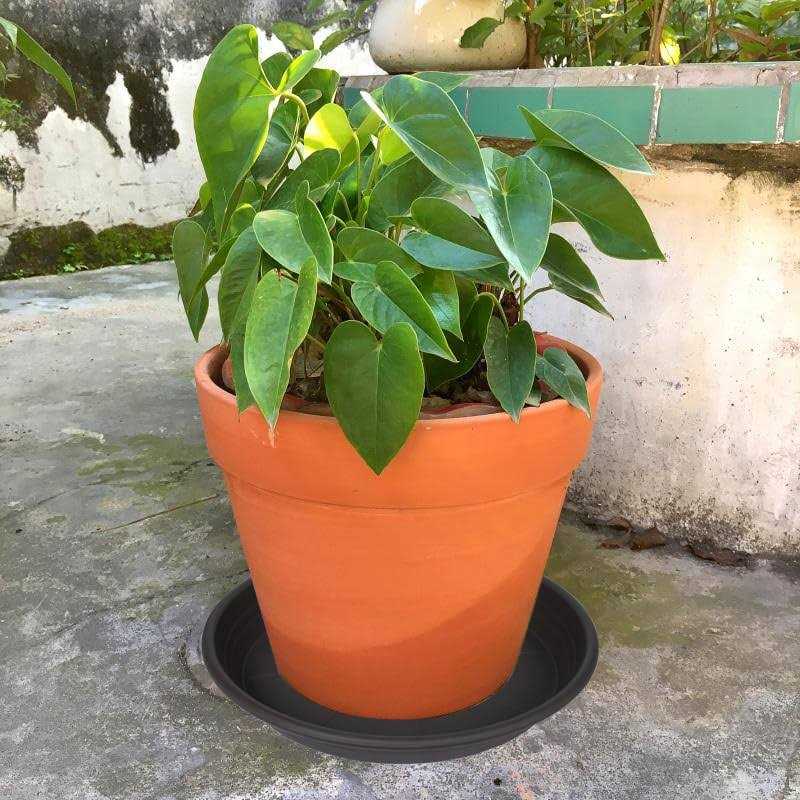 Saucerhome 5 Packs Plant Saucer Pot Tray 6 8 10 12 14 16 Inch Plastic Flower Planter Saucers and Drip Trays for Indoors Outdoors - Image 3